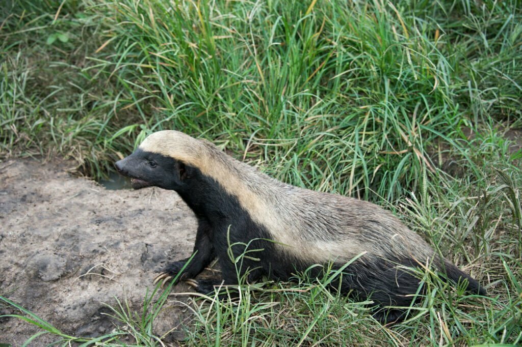Honey Badger Symbolism, Dreams, and Messages