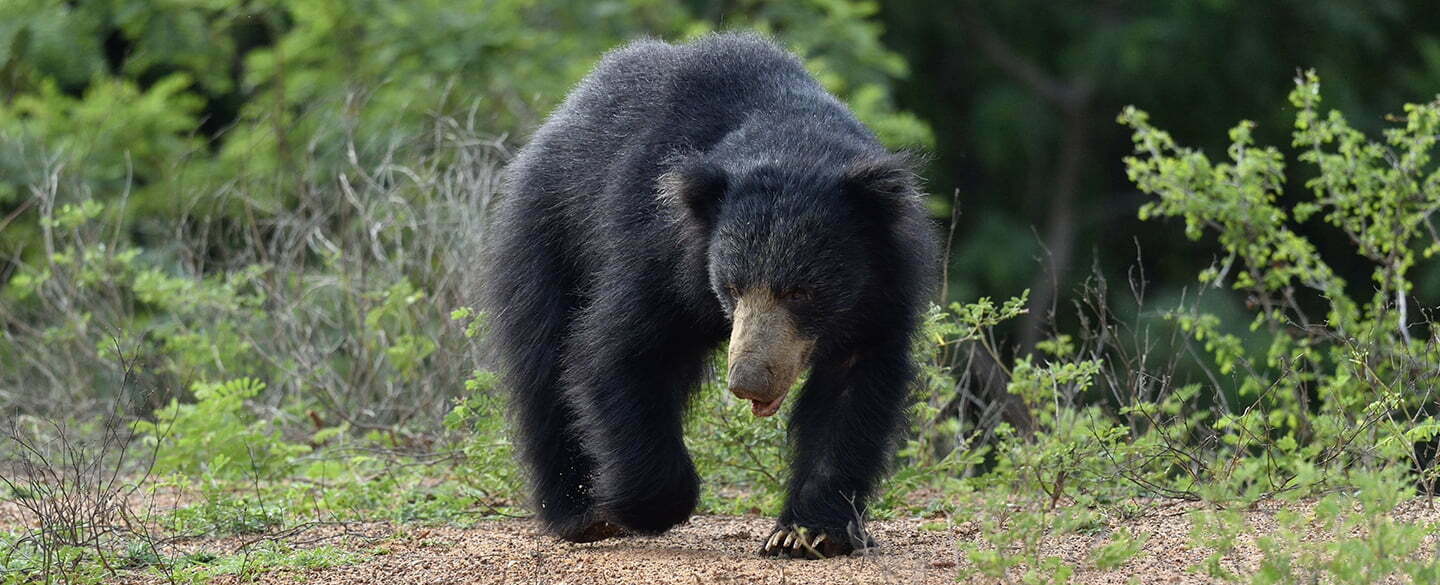 Sloth Bear Symbolism