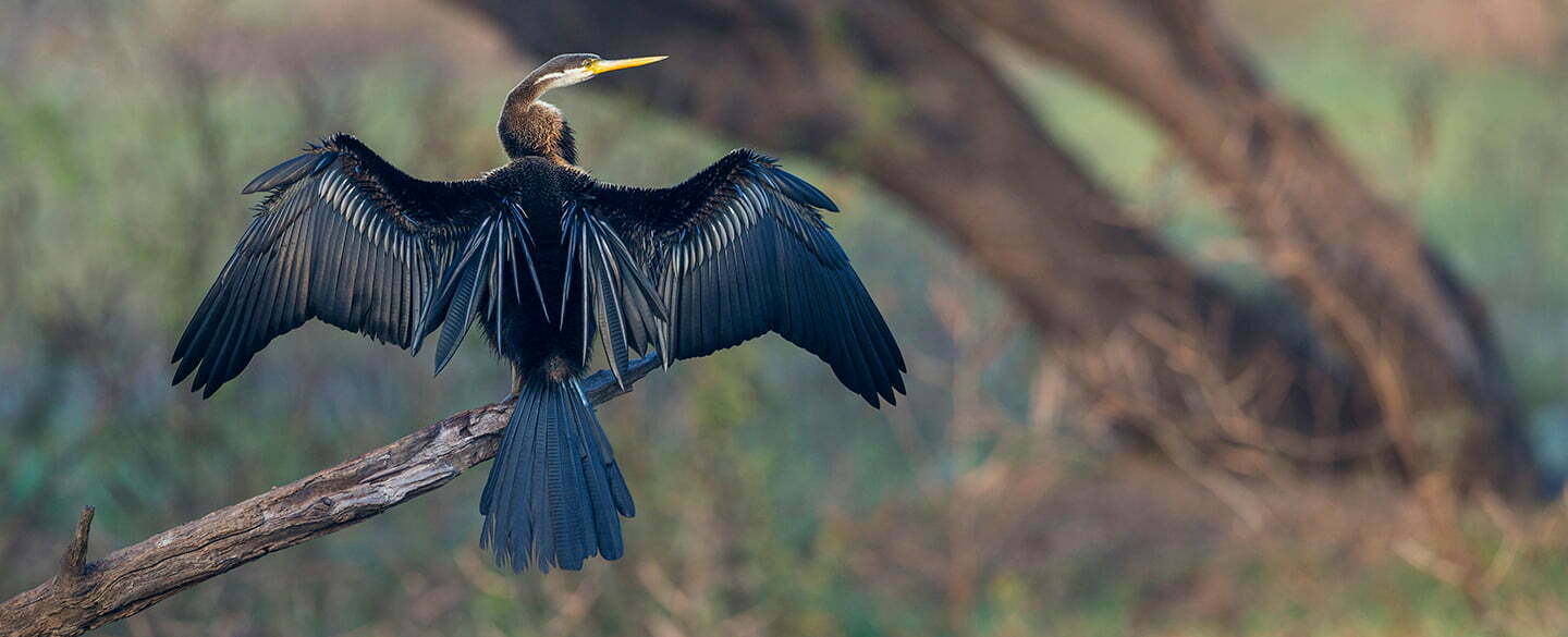 Anhinga Symbolism
