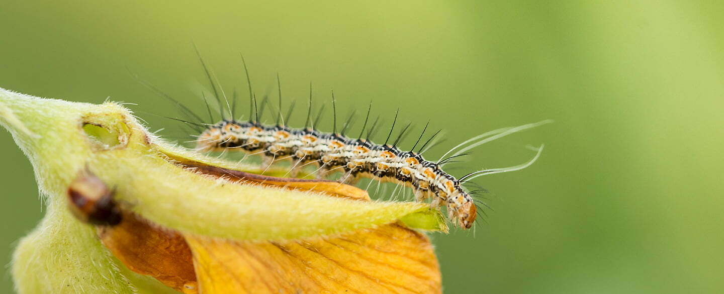 Caterpillar Symbolism