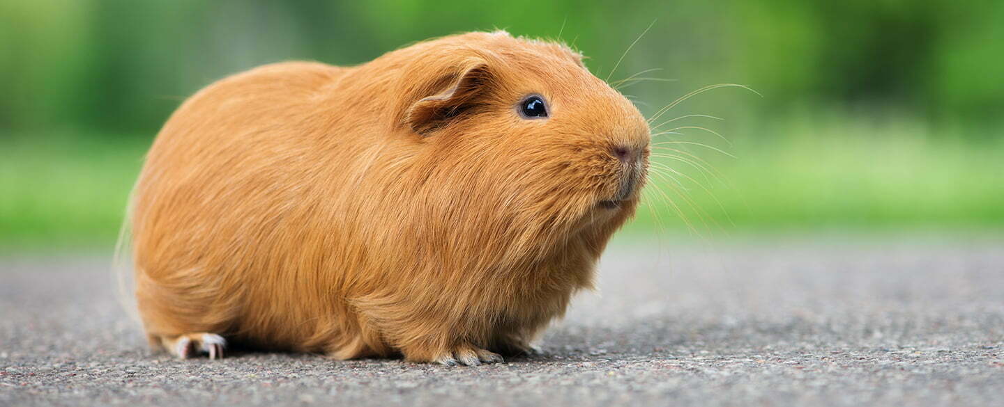 Guinea Pig Symbolism