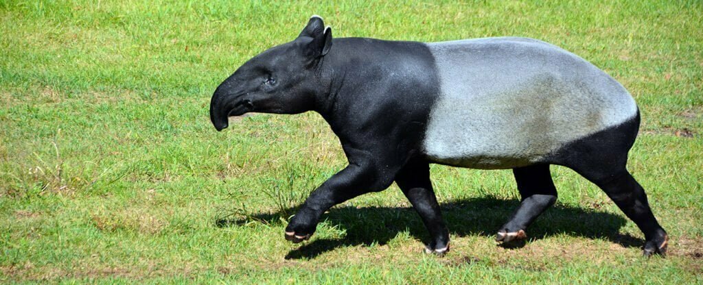 Tapir Symbolism