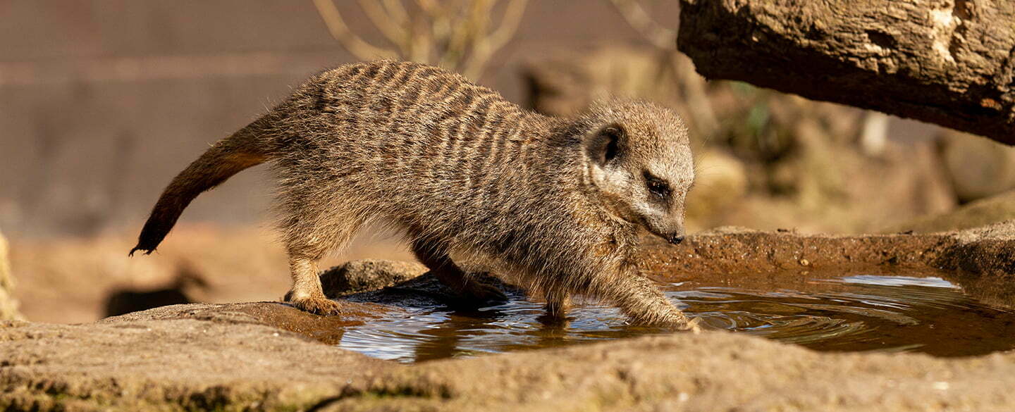 Meerkat Symbolism