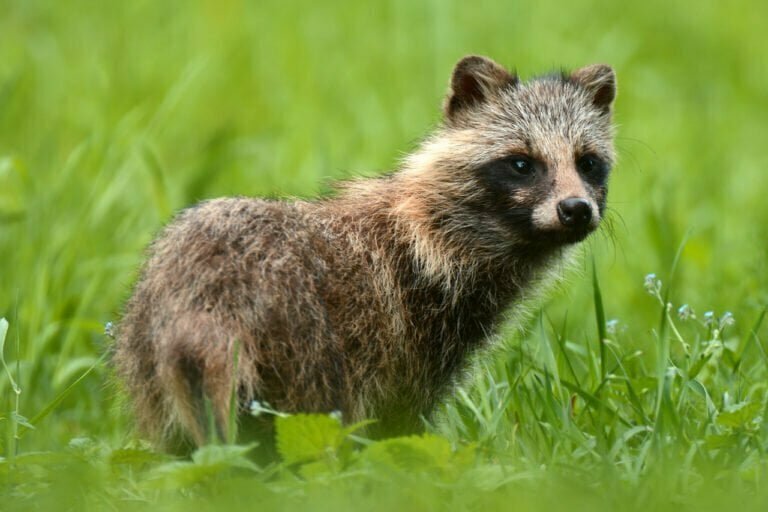 Raccoon Dog Symbolism - Spirit Animal Totems