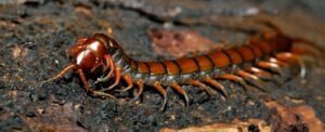 centipede fear mustn