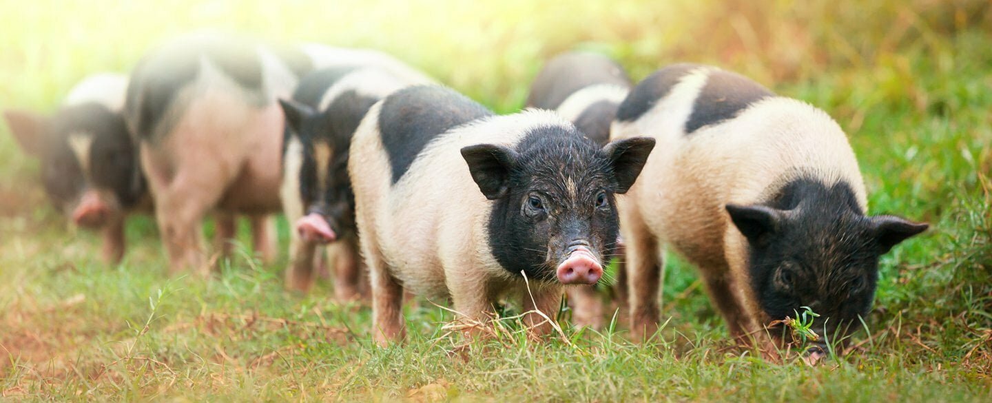 Domestic Pig Symbolism