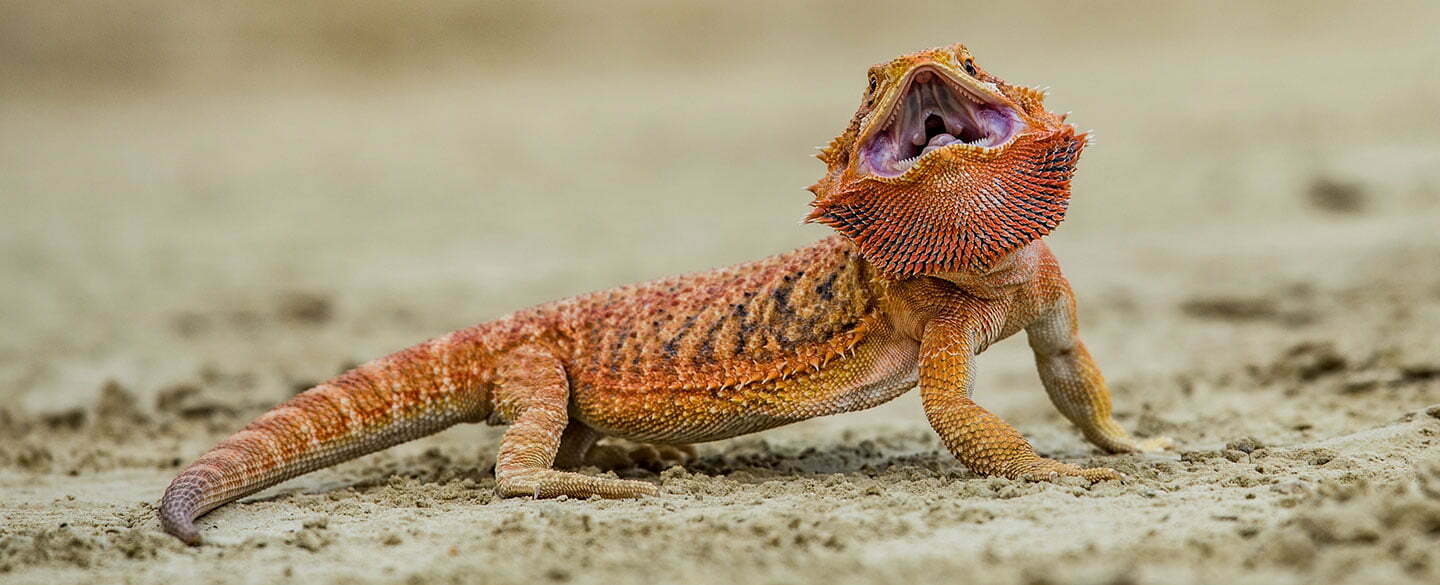 Bearded Dragon Symbolism