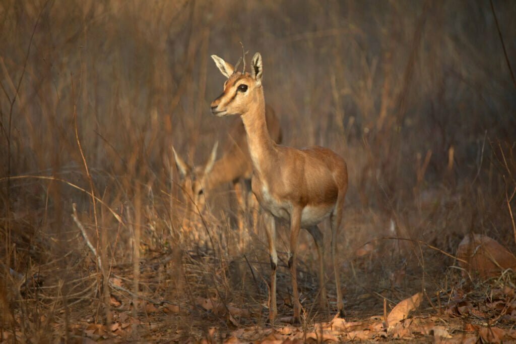Gazelle Symbolism