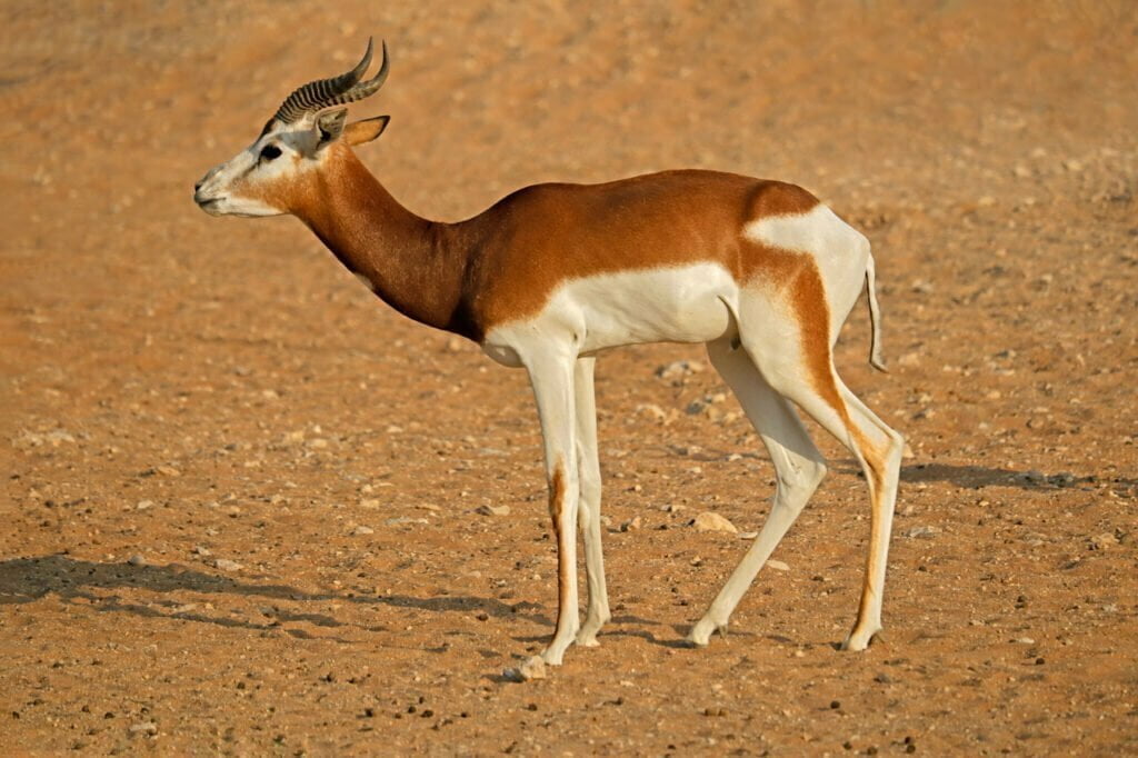 Dama Gazelle Symbolism, Totem, Dreams and Messages