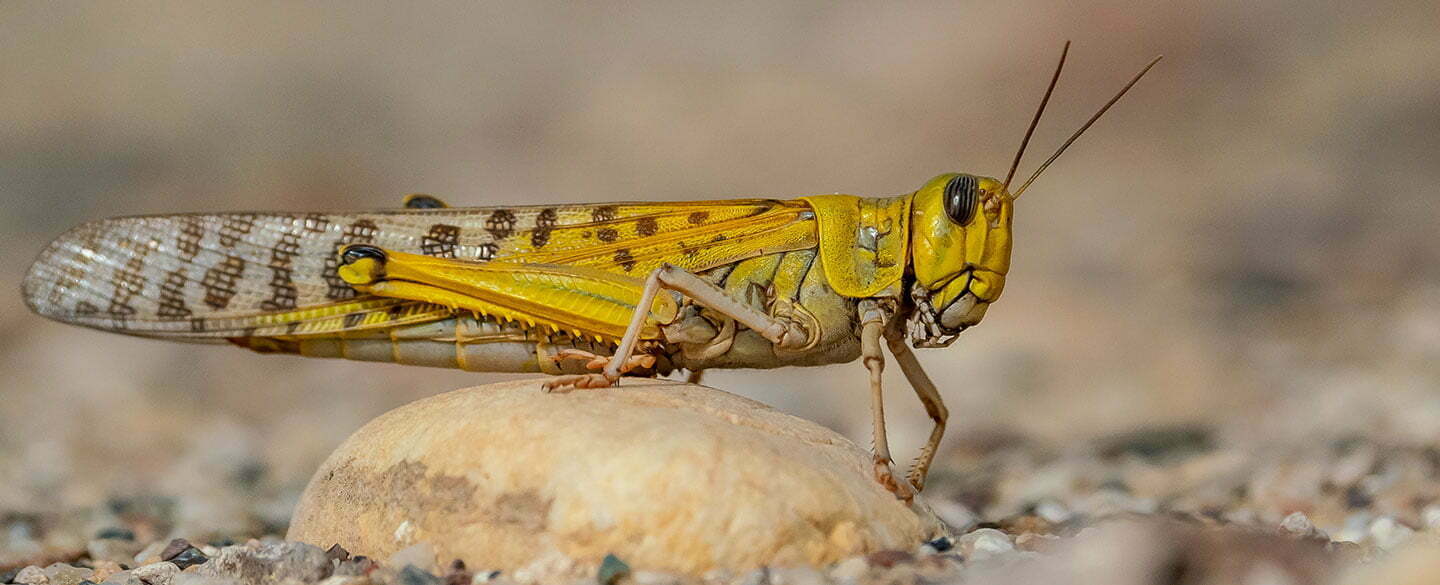Desert Locust Symbolism