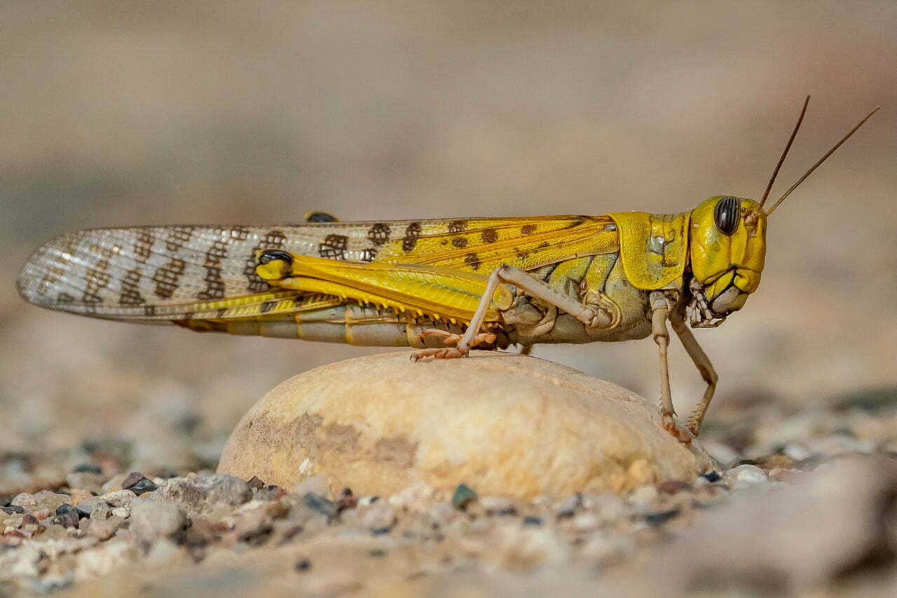 Locust Symbolism Spirit Animal Totems