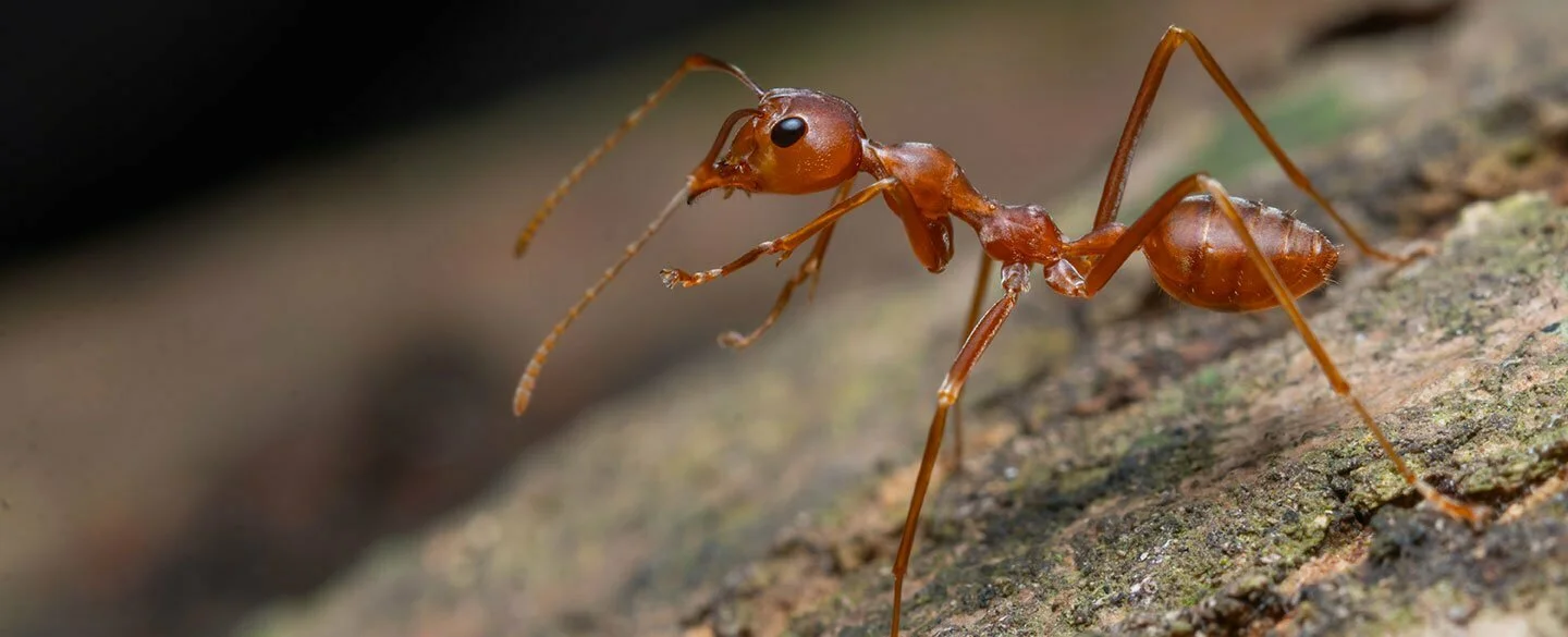 Fire Ant Symbolism
