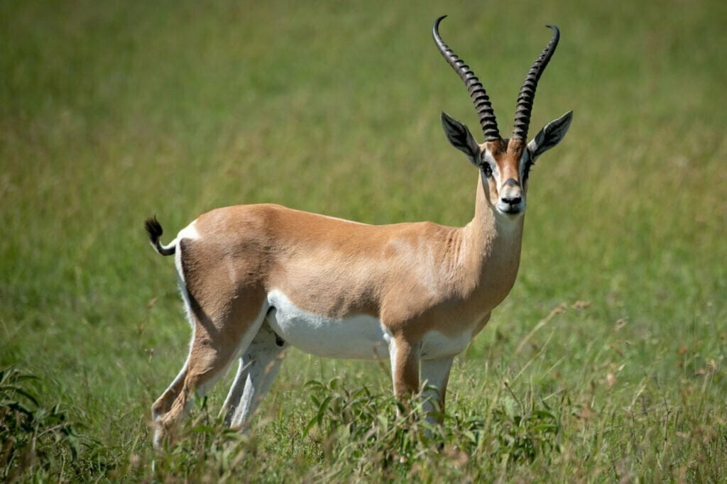 Grants Gazelle Totem, Dreams and Messages