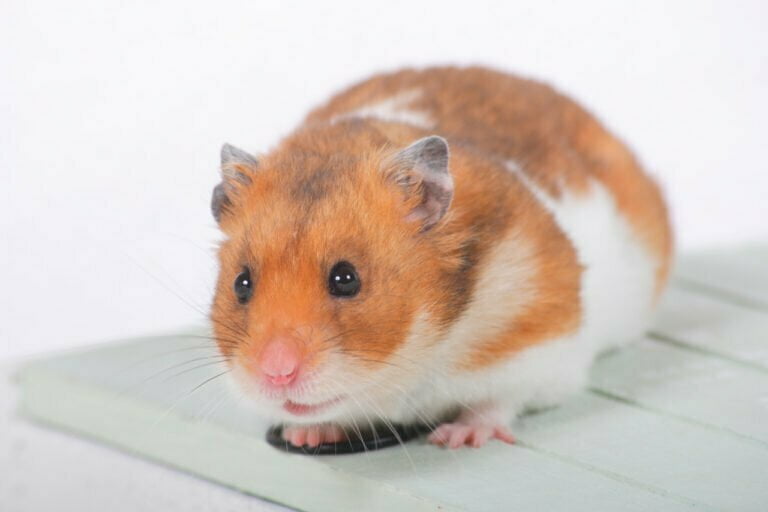 Hamster Symbolism - Spirit Animal Totems