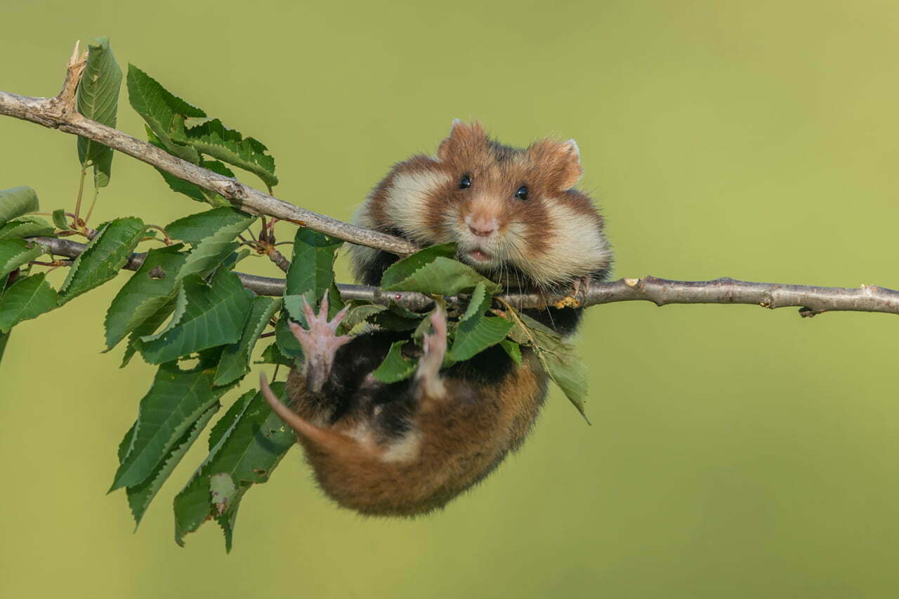 Hamster Symbolism - Spirit Animal Totems