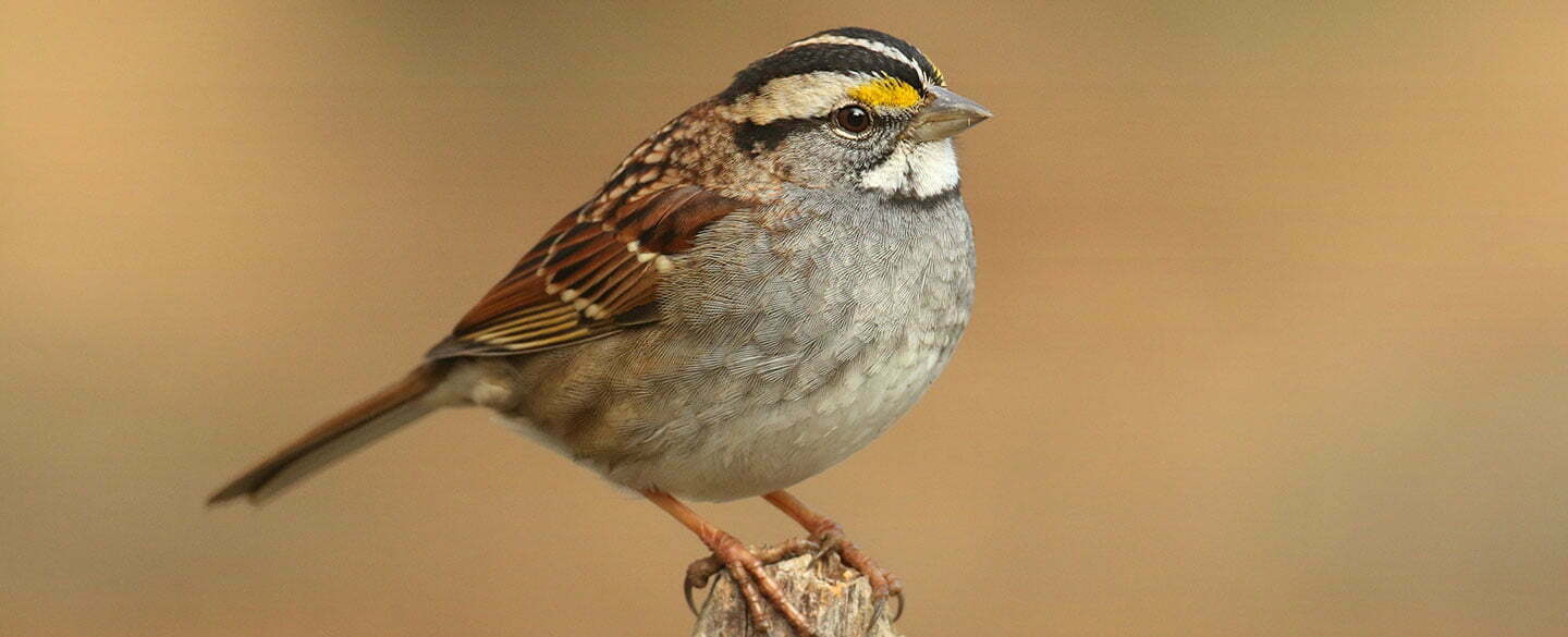 White Throated Sparrow Symbolism