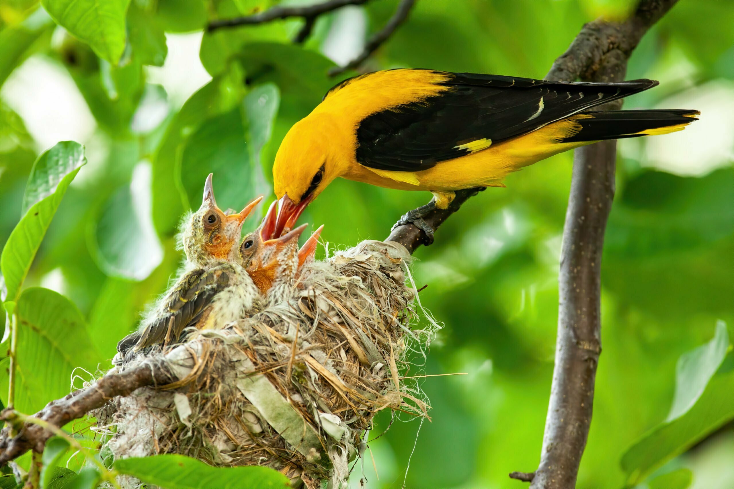 Biblical Meaning of Oriole Bird  