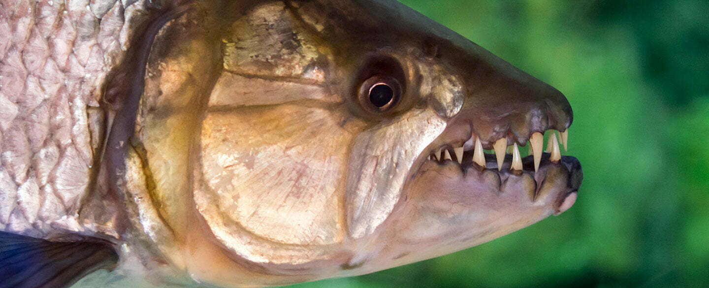 African Tigerfish Symbolism