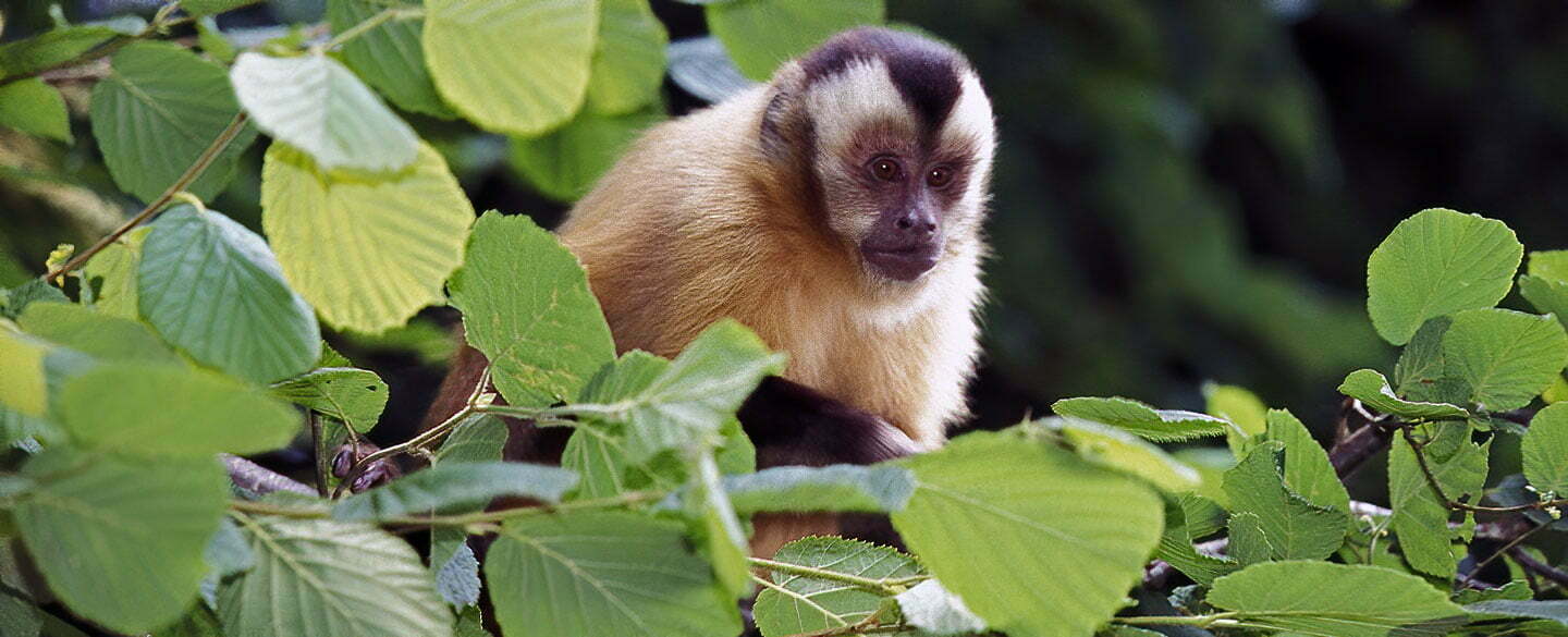 Capuchin Monkey Symbolism