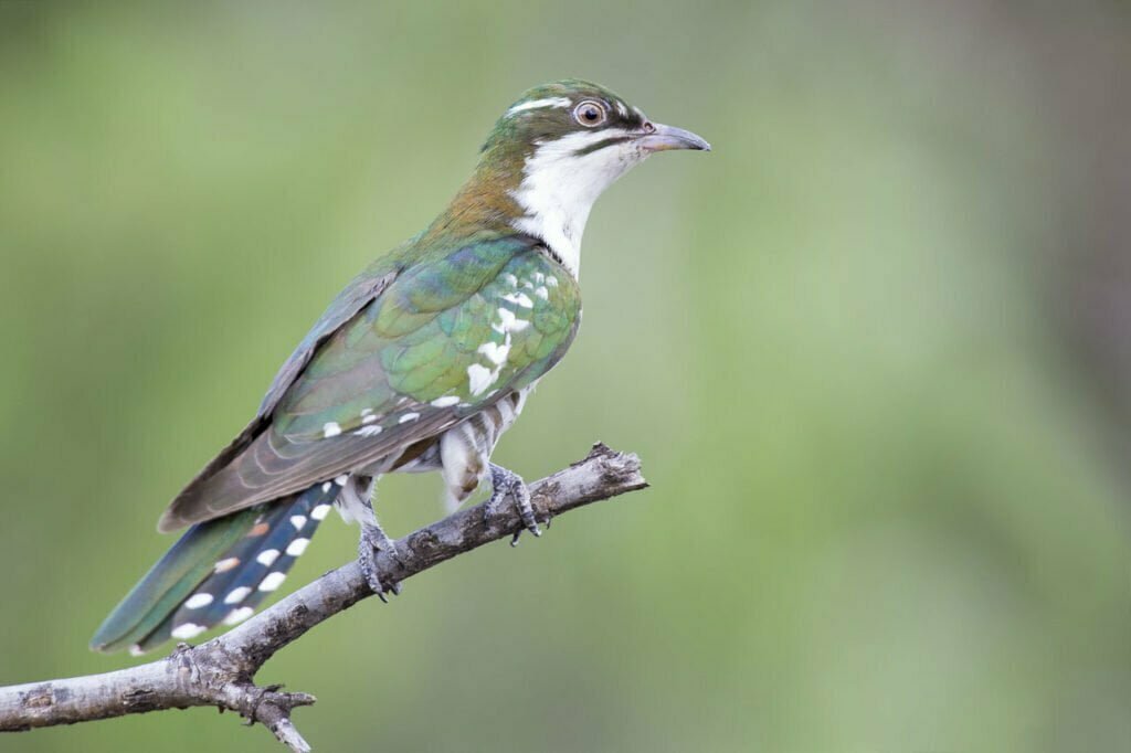 Cuckoo Symbolism