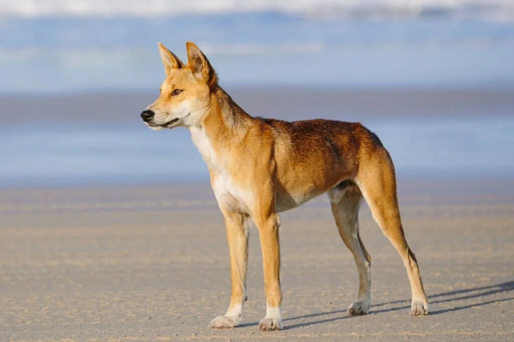 Dingo Totem, Dreams and Messages