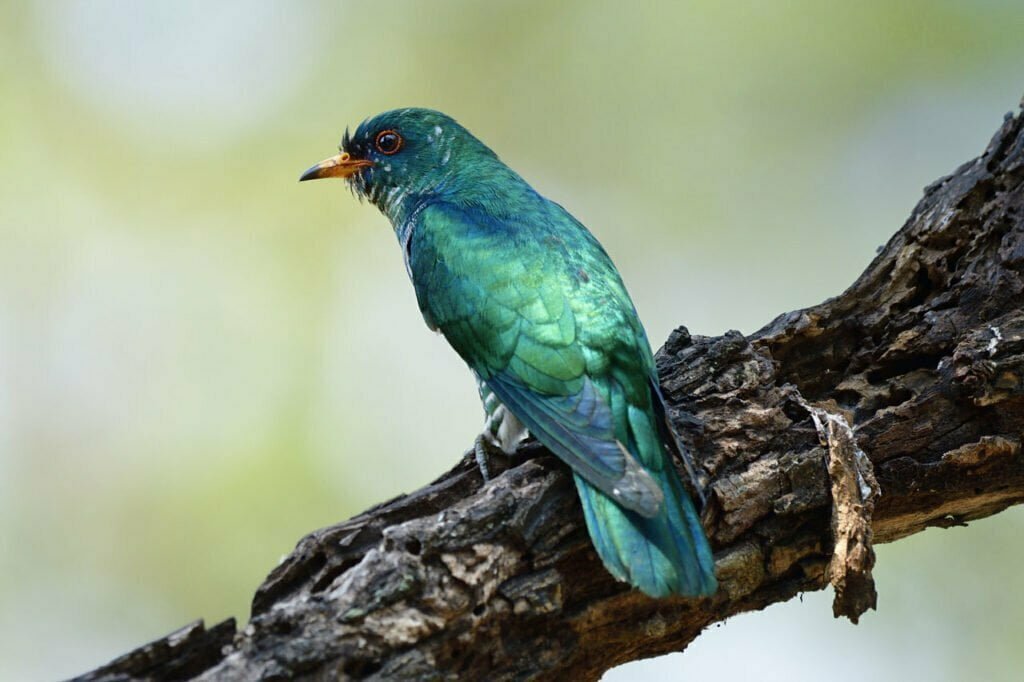 Cuckoo Meaning