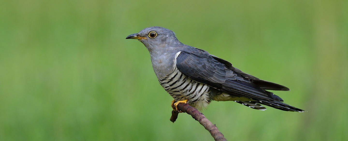 Eurasian Cuckoo Symbolism