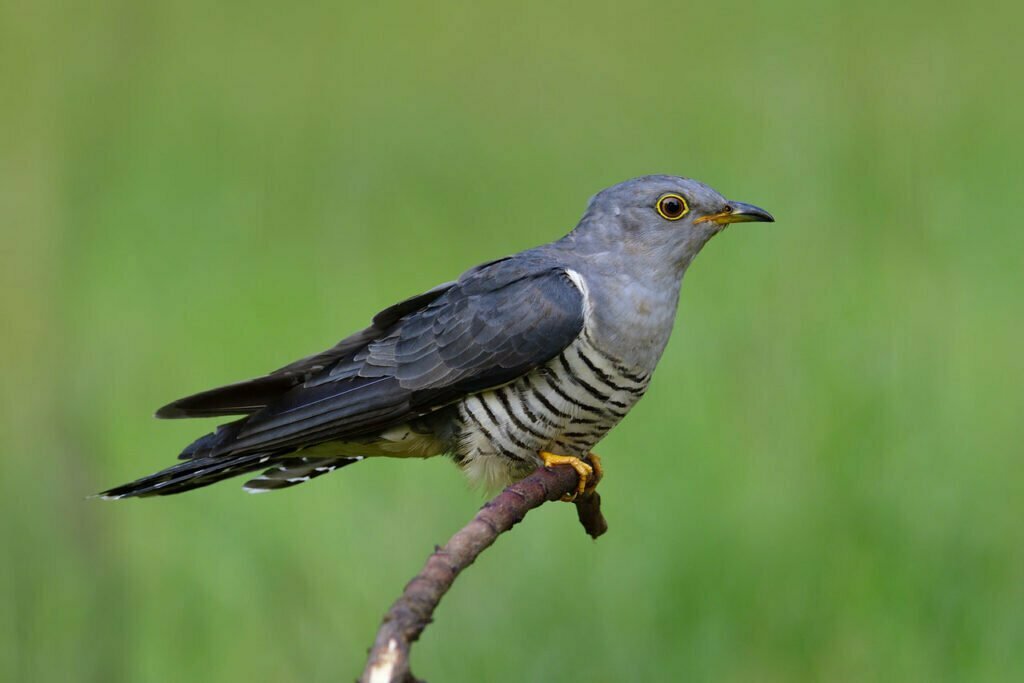 Cuckoo Symbolism, Totem and Messages