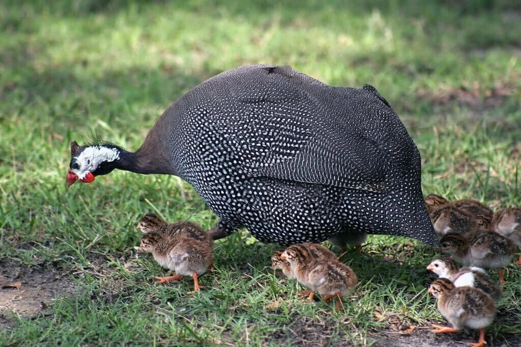 Guinea Fowl Symbolism, Dreams and Messages