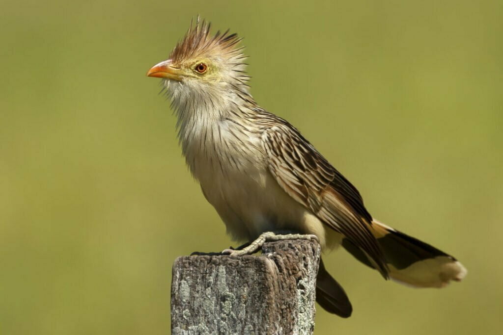 Cuckoo Totem, Dreams and Messages