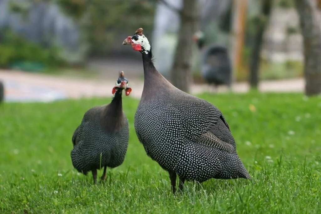 Guinea Fowl Symbolism