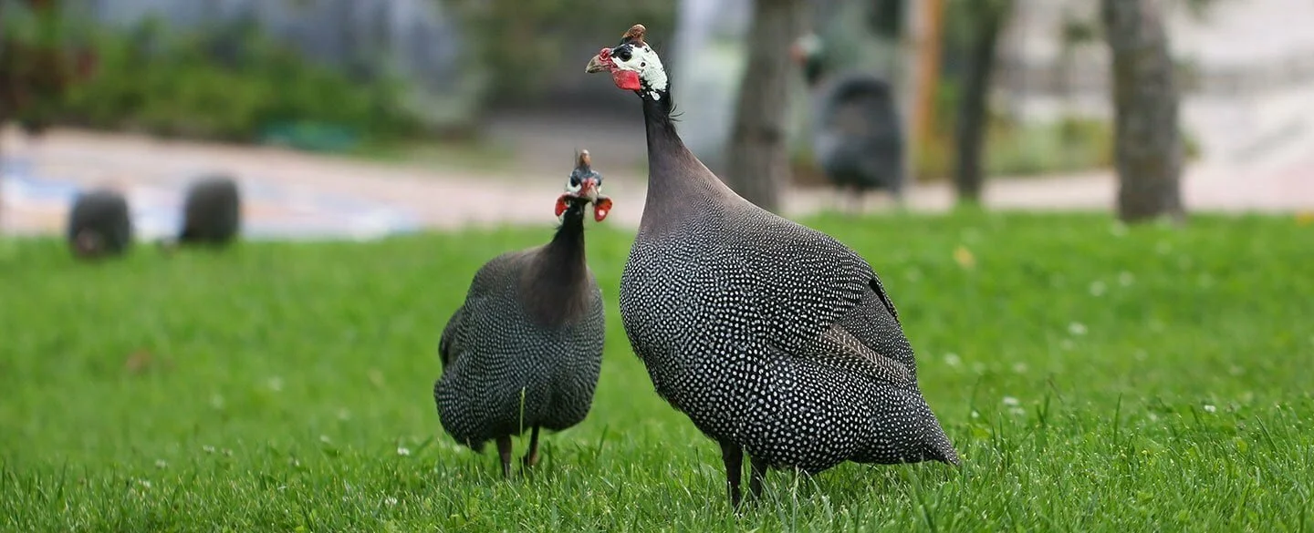 Guinea Fowl Symbolism
