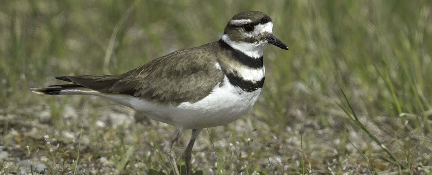 Killdeer Symbolism