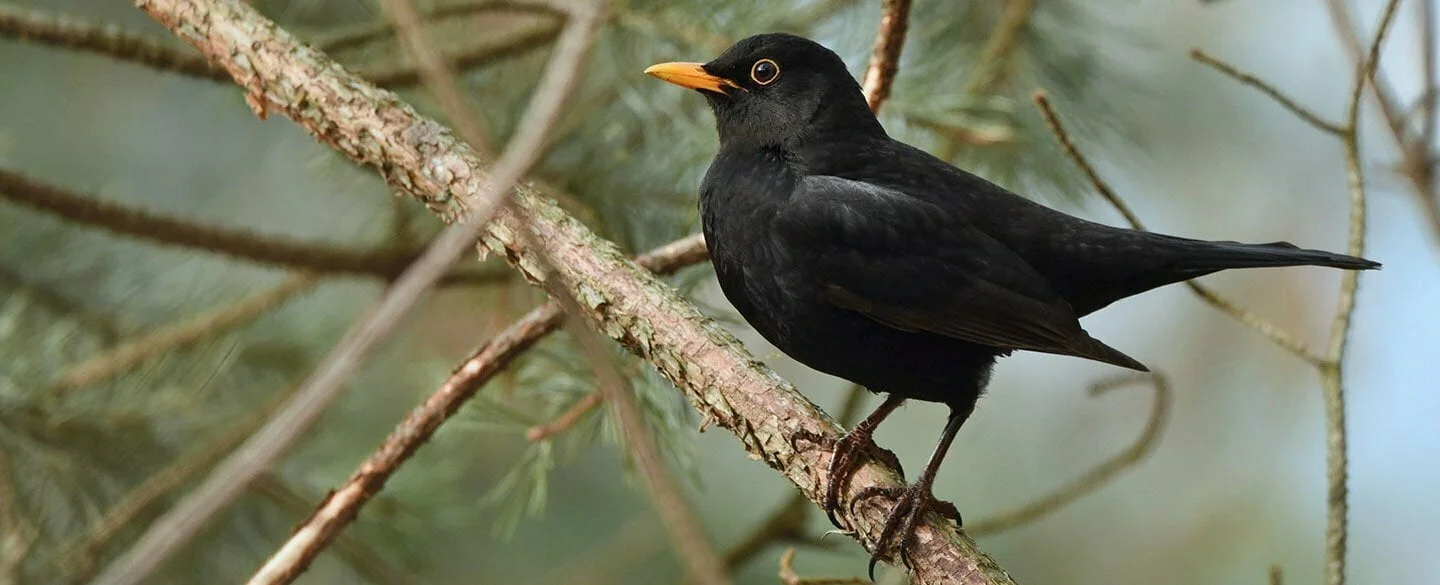 Blackbird Symbolism