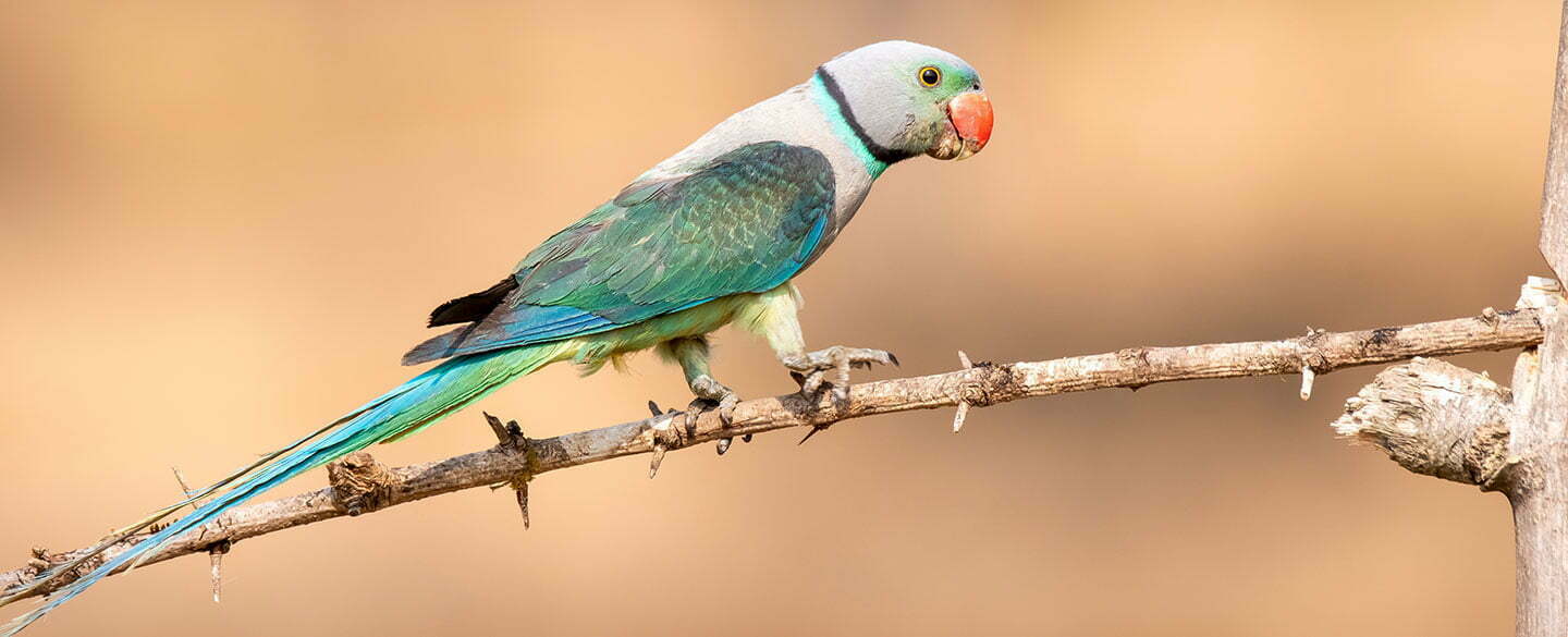 Malabar Parakeet Symbolism