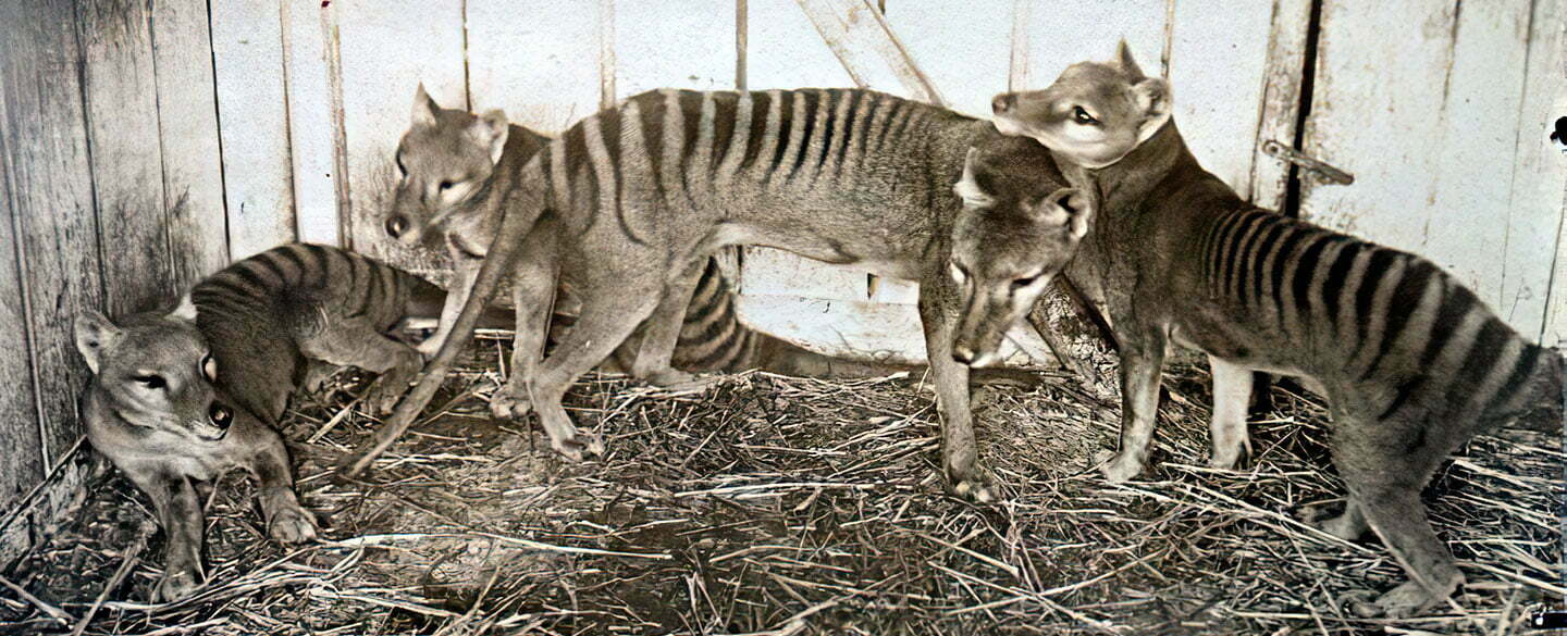 Tasmanian Tiger Symbolism