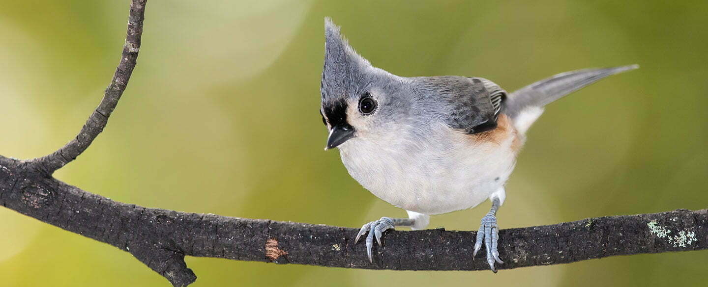 Tufted Titmouse Symbolism