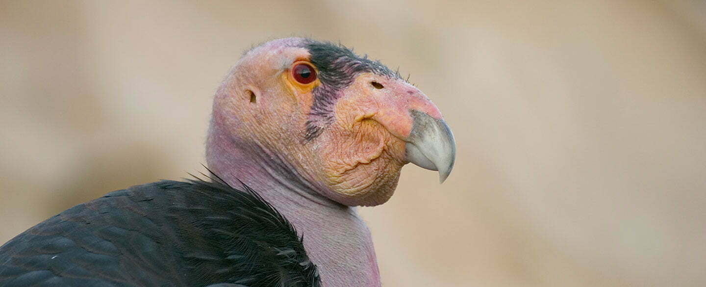 California Condor Symbolism