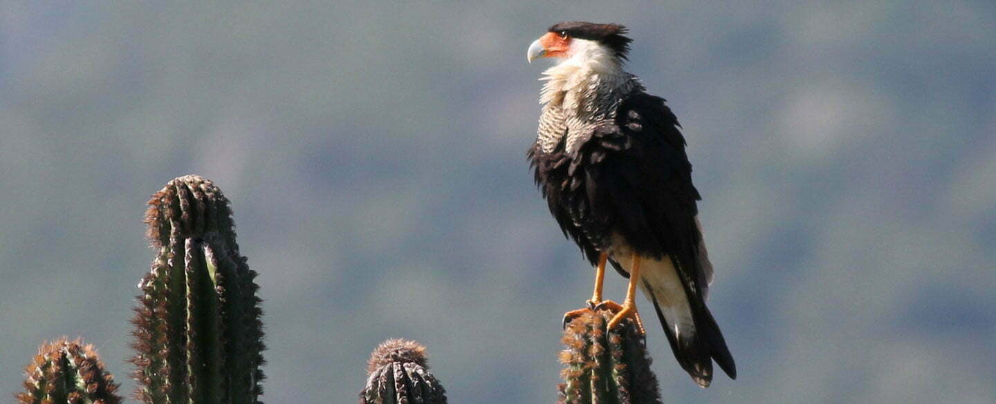 Crested Caracara Symbolism