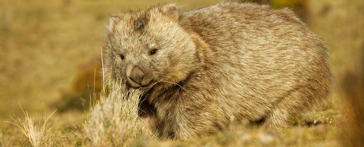 Wombat Symbolism