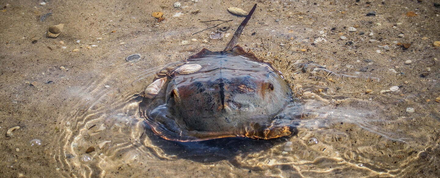 Horseshoe Crab Symbolism
