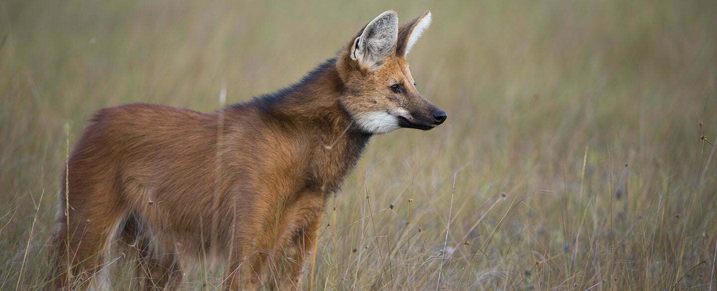 Maned Wolf Symbolism