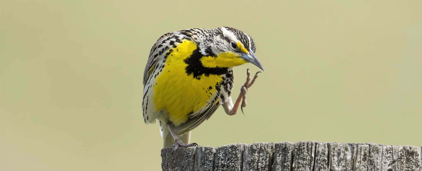 Meadowlark Symbolism
