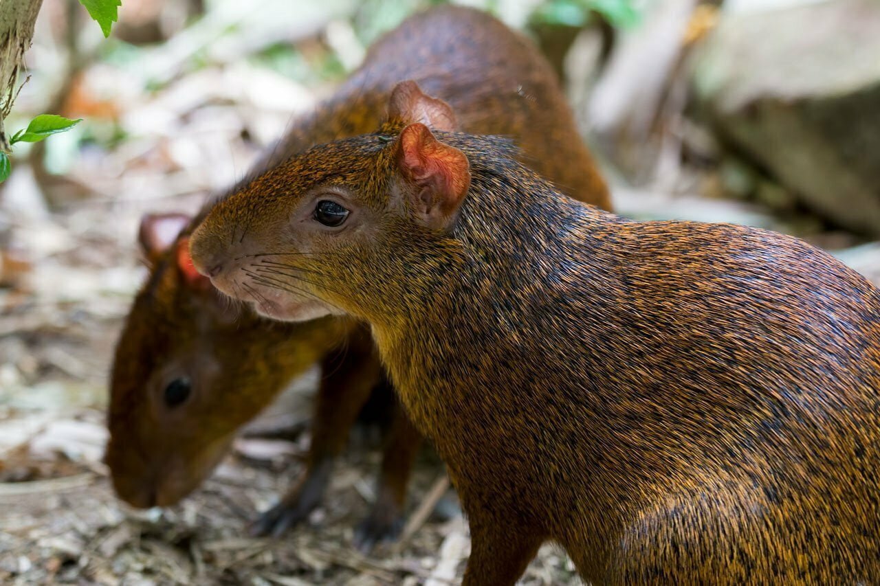 Agouti Symbolism - Spirit Animal Totems