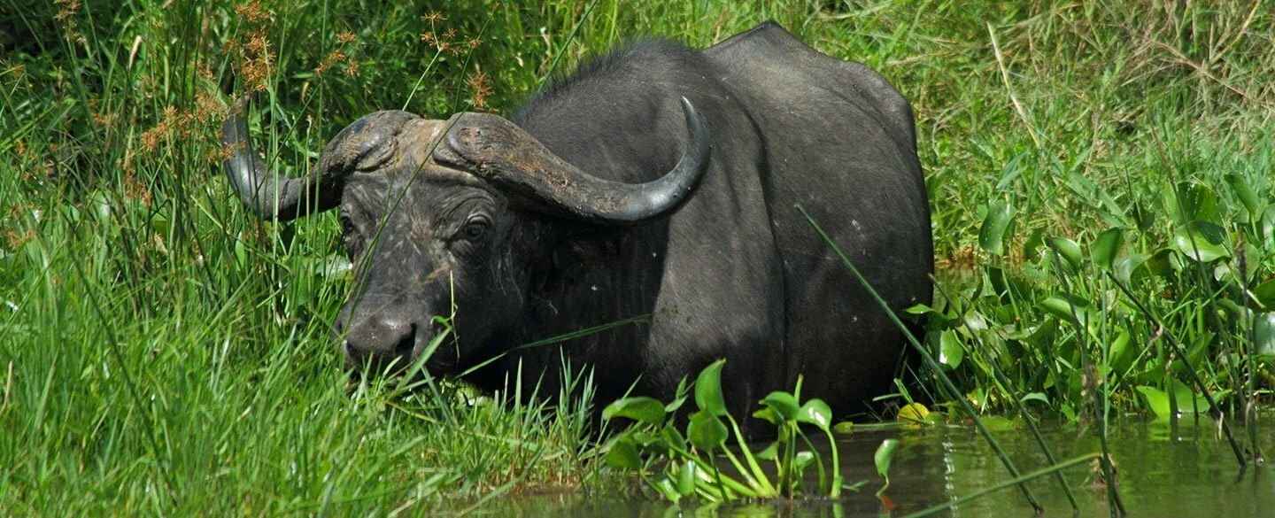 Water Buffalo Symbolism