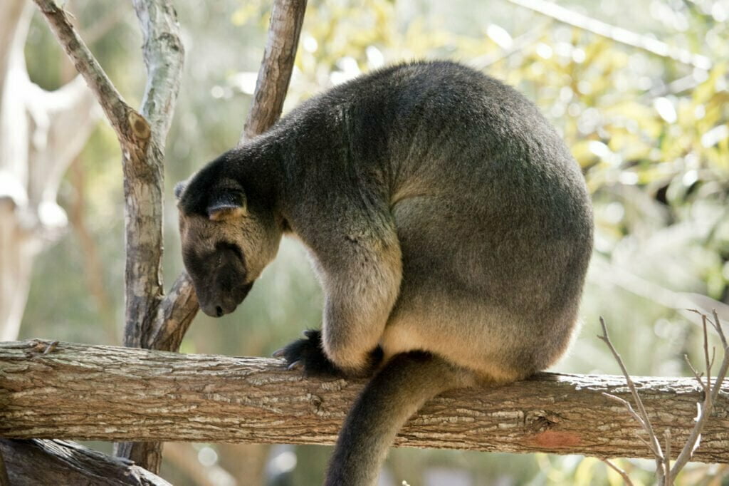 Lumholtz Tree Kangaroo Symbolism