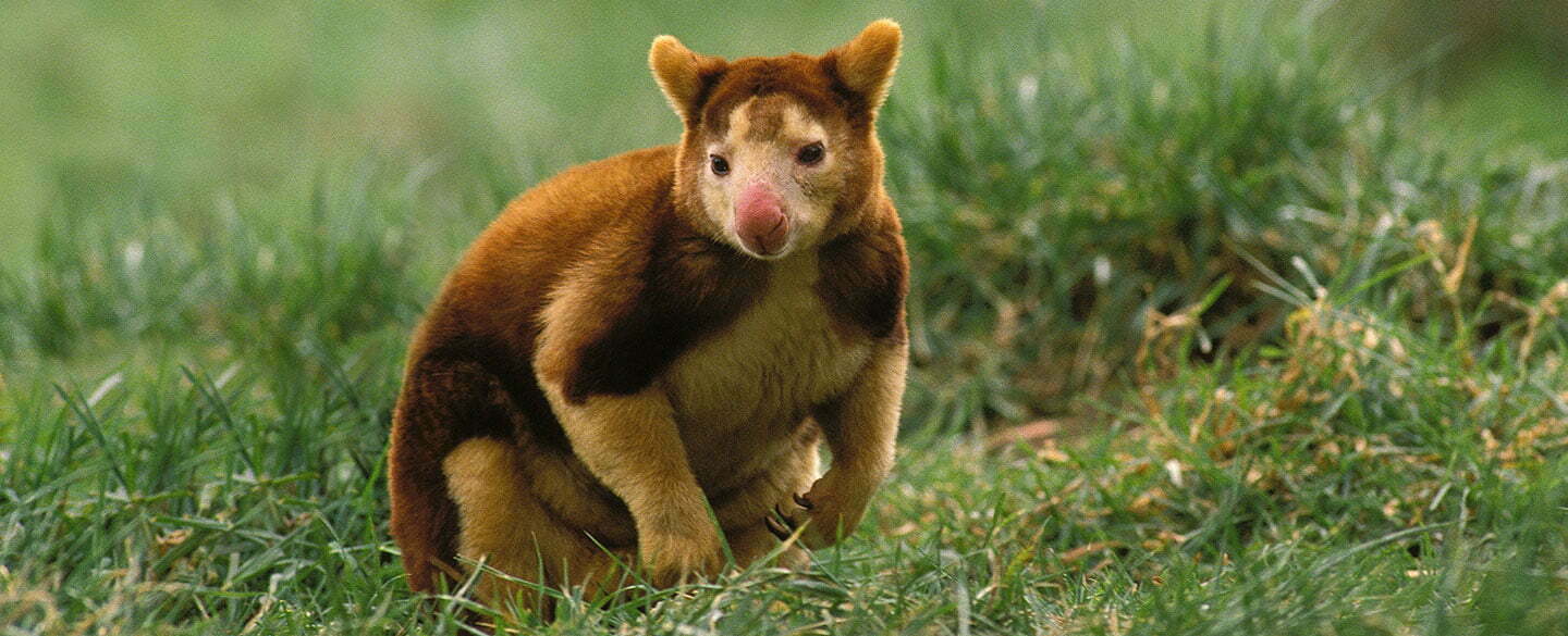 Tree Kangaroo Symbolism