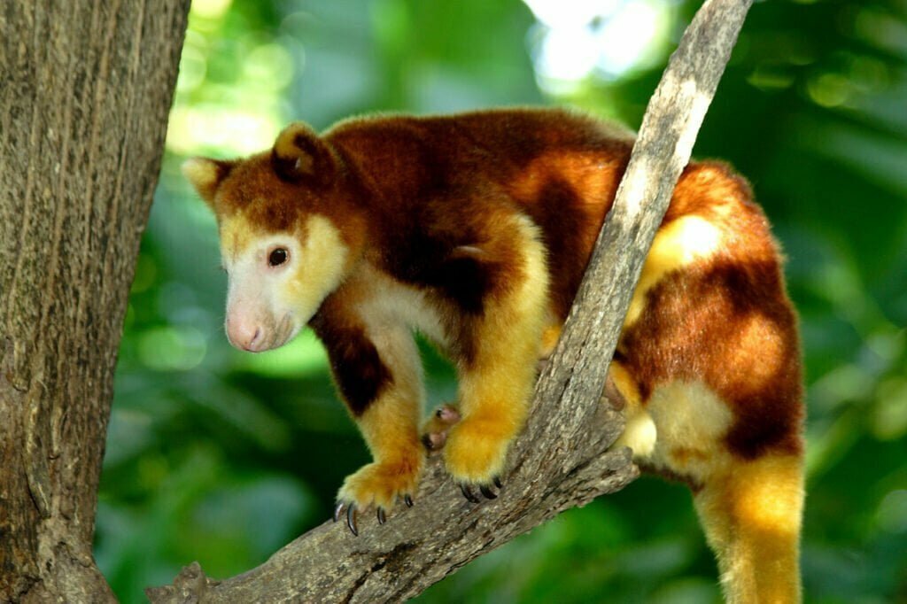 Tree Kangaroo Symbolism, Dreams, and Messages