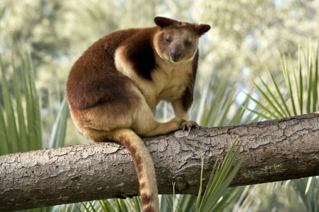 Tree Kangaroo Totem, Dreams and Messages