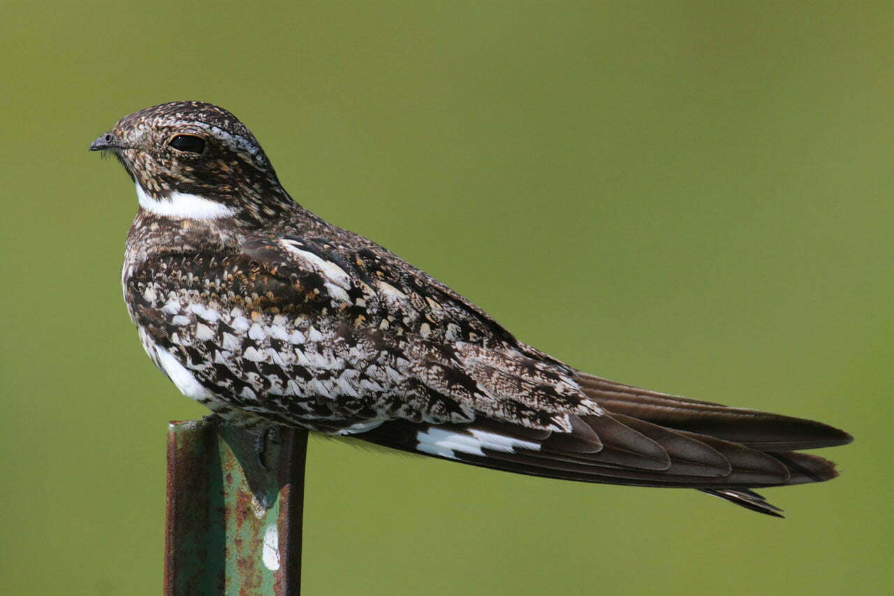 Nighthawk Symbolism Spirit Animal Totems